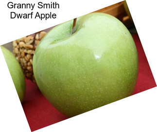 Granny Smith Dwarf Apple