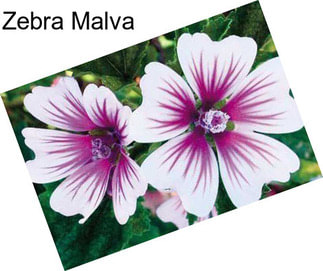 Zebra Malva