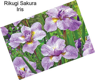 Rikugi Sakura Iris