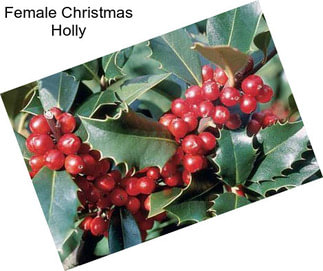 Female Christmas Holly