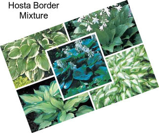 Hosta Border Mixture