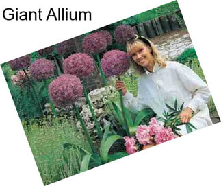 Giant Allium