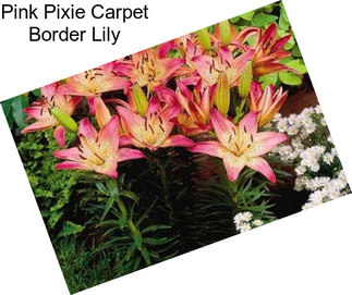 Pink Pixie Carpet Border Lily