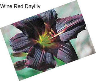 Wine Red Daylily