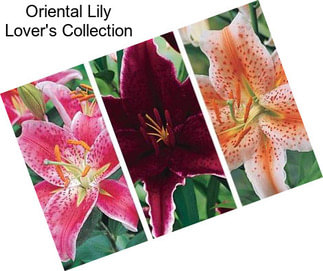 Oriental Lily Lover\'s Collection