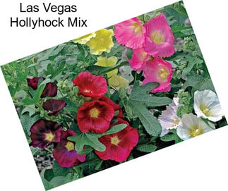 Las Vegas Hollyhock Mix