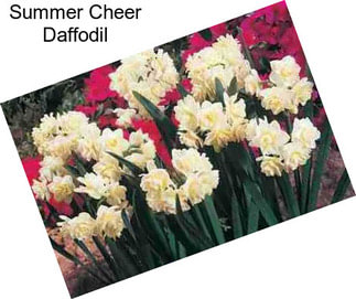 Summer Cheer Daffodil