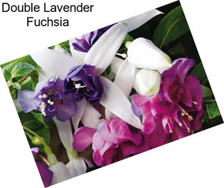 Double Lavender Fuchsia