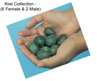 Kiwi Collection - (6 Female & 2 Male)