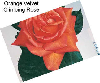 Orange Velvet Climbing Rose