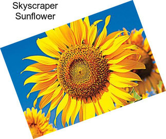Skyscraper Sunflower