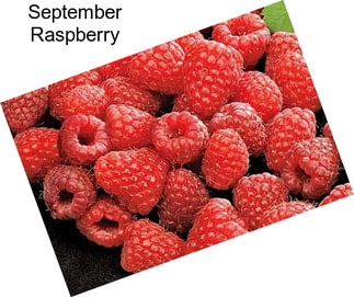 September Raspberry