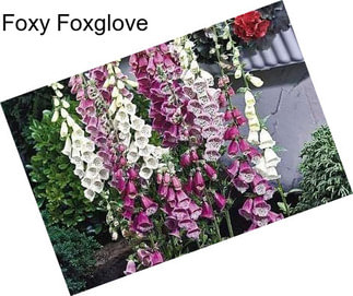 Foxy Foxglove