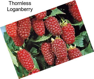 Thornless Loganberry