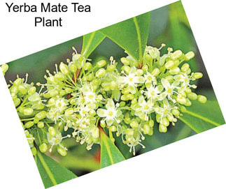 Yerba Mate Tea Plant