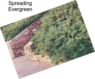 Spreading Evergreen