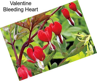 Valentine Bleeding Heart