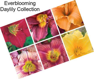 Everblooming Daylily Collection