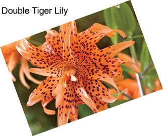 Double Tiger Lily