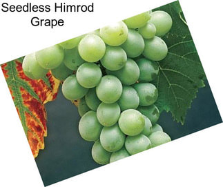 Seedless Himrod Grape