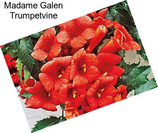 Madame Galen Trumpetvine