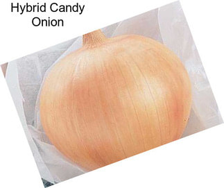 Hybrid Candy Onion