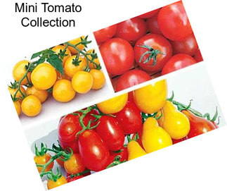 Mini Tomato Collection