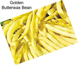 Golden Butterwax Bean