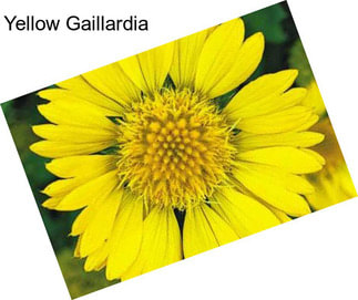 Yellow Gaillardia