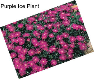 Purple Ice Plant