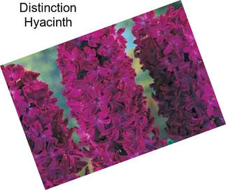 Distinction Hyacinth