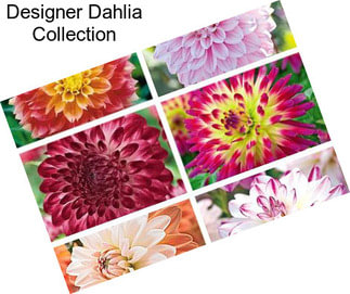 Designer Dahlia Collection