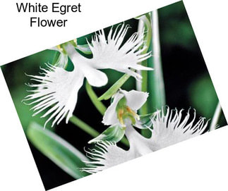 White Egret Flower