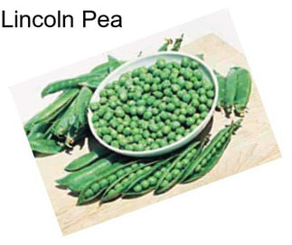 Lincoln Pea