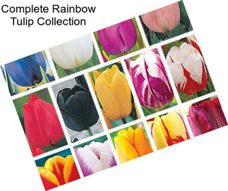 Complete Rainbow Tulip Collection