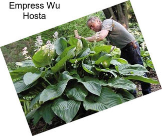 Empress Wu Hosta