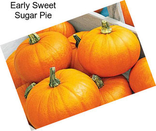 Early Sweet Sugar Pie