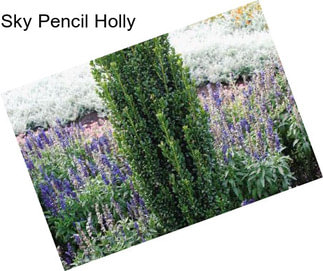 Sky Pencil Holly