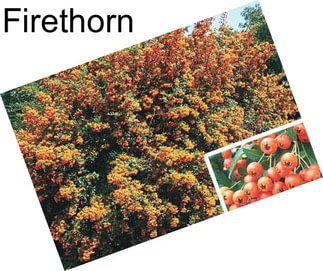 Firethorn