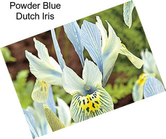 Powder Blue Dutch Iris