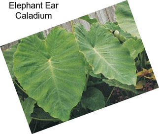 Elephant Ear Caladium