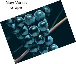 New Venus Grape