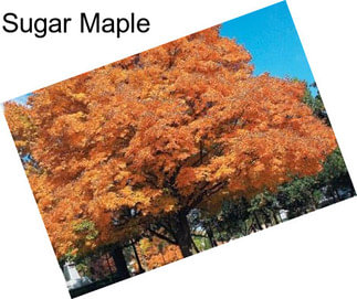 Sugar Maple