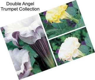 Double Angel Trumpet Collection