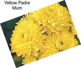 Yellow Padre Mum