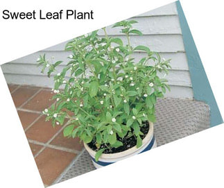 Sweet Leaf Plant