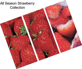 All Season Strawberry Collection