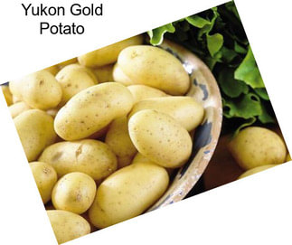 Yukon Gold Potato