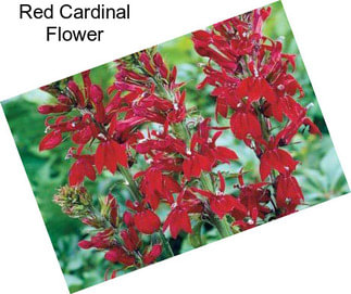 Red Cardinal Flower