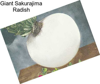 Giant Sakurajima Radish